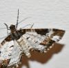 Melanthia procellata